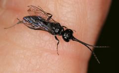 Dolichurus