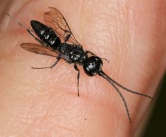 Dolichurus