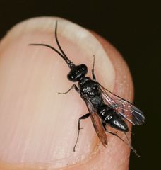 Dolichurus