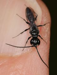Dolichurus