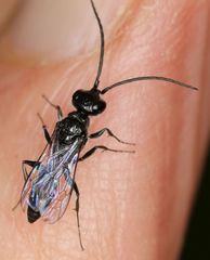 Dolichurus