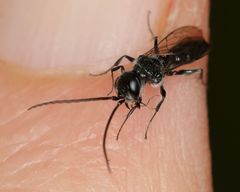 Dolichurus