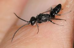 Dolichurus