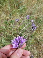Dichelostemma congestum