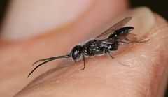 Dolichurus