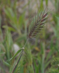 Eremopyrum orientale