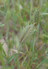 Eremopyrum orientale