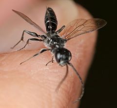 Dolichurus