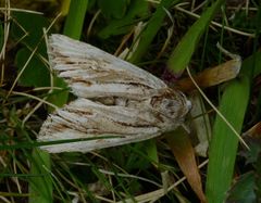 Ichneutica paracausta