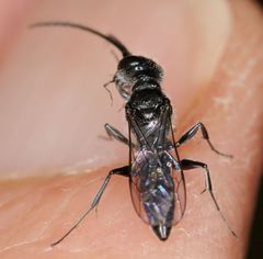 Dolichurus
