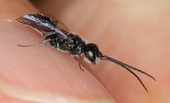 Dolichurus