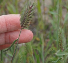 Eremopyrum orientale