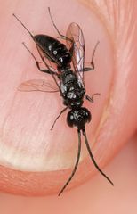 Dolichurus