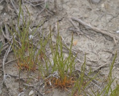 Festuca maritima