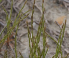 Festuca maritima
