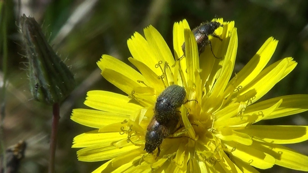 Paratriodonta cinctipennis