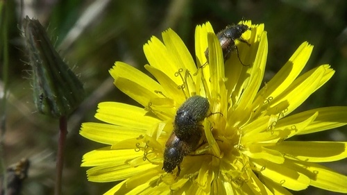 Paratriodonta cinctipennis