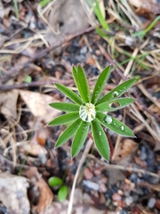 Lupinus polyphyllus