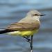 Western Kingbird - Photo (c) Maggie.Smith, some rights reserved (CC BY-NC)