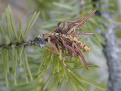 Pineus similis