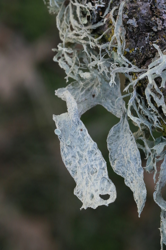 iNaturalist observation photo of bushy lichens