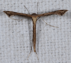 Stenoptilodes taprobanes
