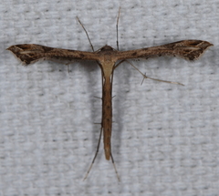 Stenoptilodes taprobanes