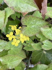 Epimedium × versicolor