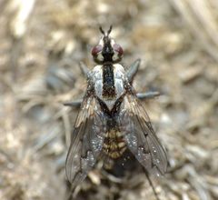 Proscissio milleri