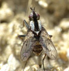 Proscissio milleri