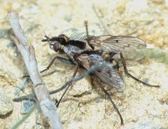 Proscissio milleri