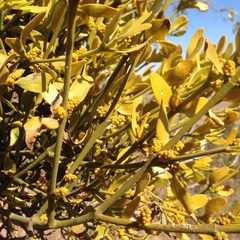 Phoradendron brachystachyum