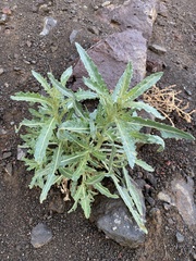 Mentzelia laevicaulis