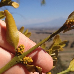 Phoradendron brachystachyum