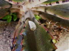 Insecta