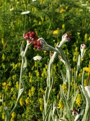 Helichrysum sanguineum