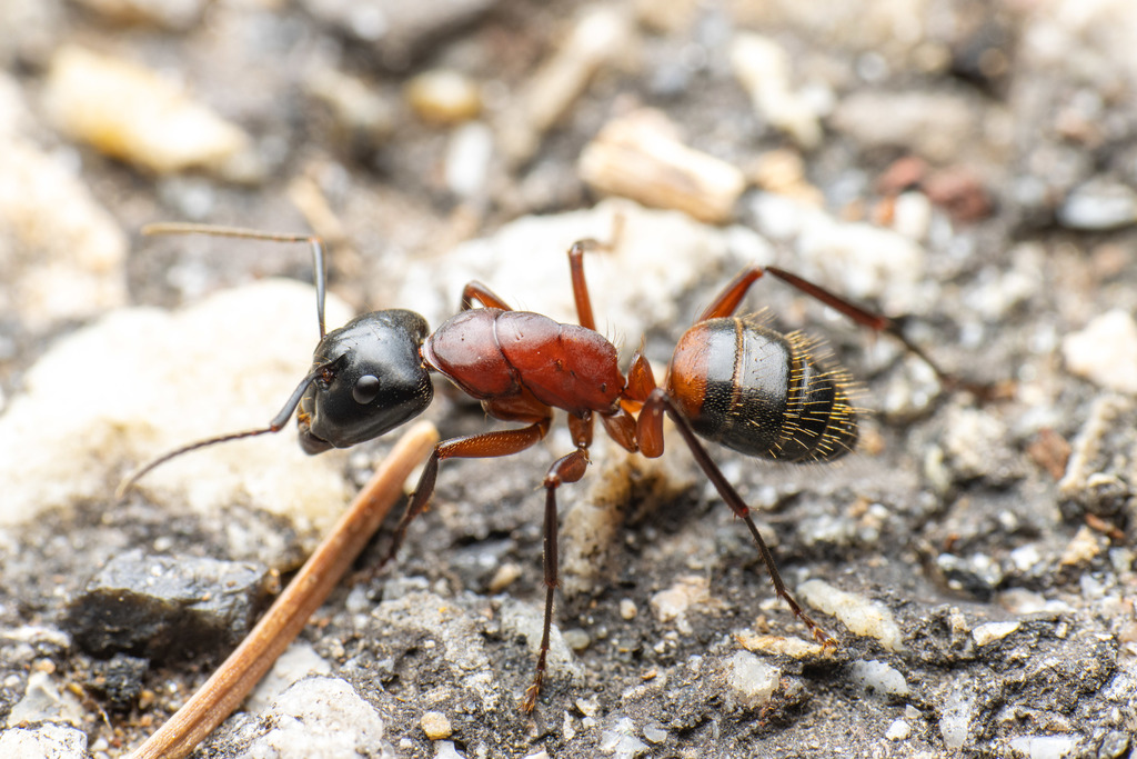 Brown-black Carpenter Ant