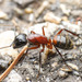 Brown-black Carpenter Ant - Photo (c) Quentin Gaillard, some rights reserved (CC BY-NC), uploaded by Quentin Gaillard