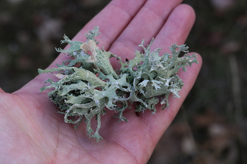 iNaturalist observation photo of Oakmoss