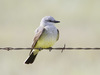 Western Kingbird - Photo (c) Bill Bouton, some rights reserved (CC BY-SA)