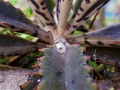 Insecta