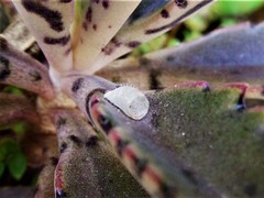 Insecta