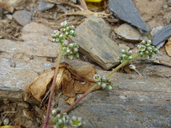 Corrigiola telephiifolia