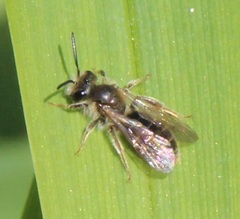 Anthophila