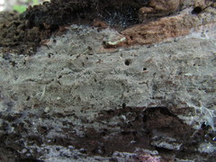 Peniophorella guttulifera