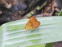 Tetragonus lycaenoides