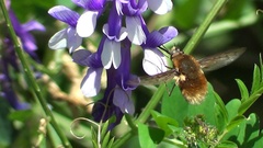 Bombylius medius