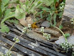 Corrigiola telephiifolia