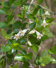 Diabelia spathulata