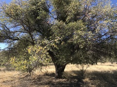 Quercus emoryi